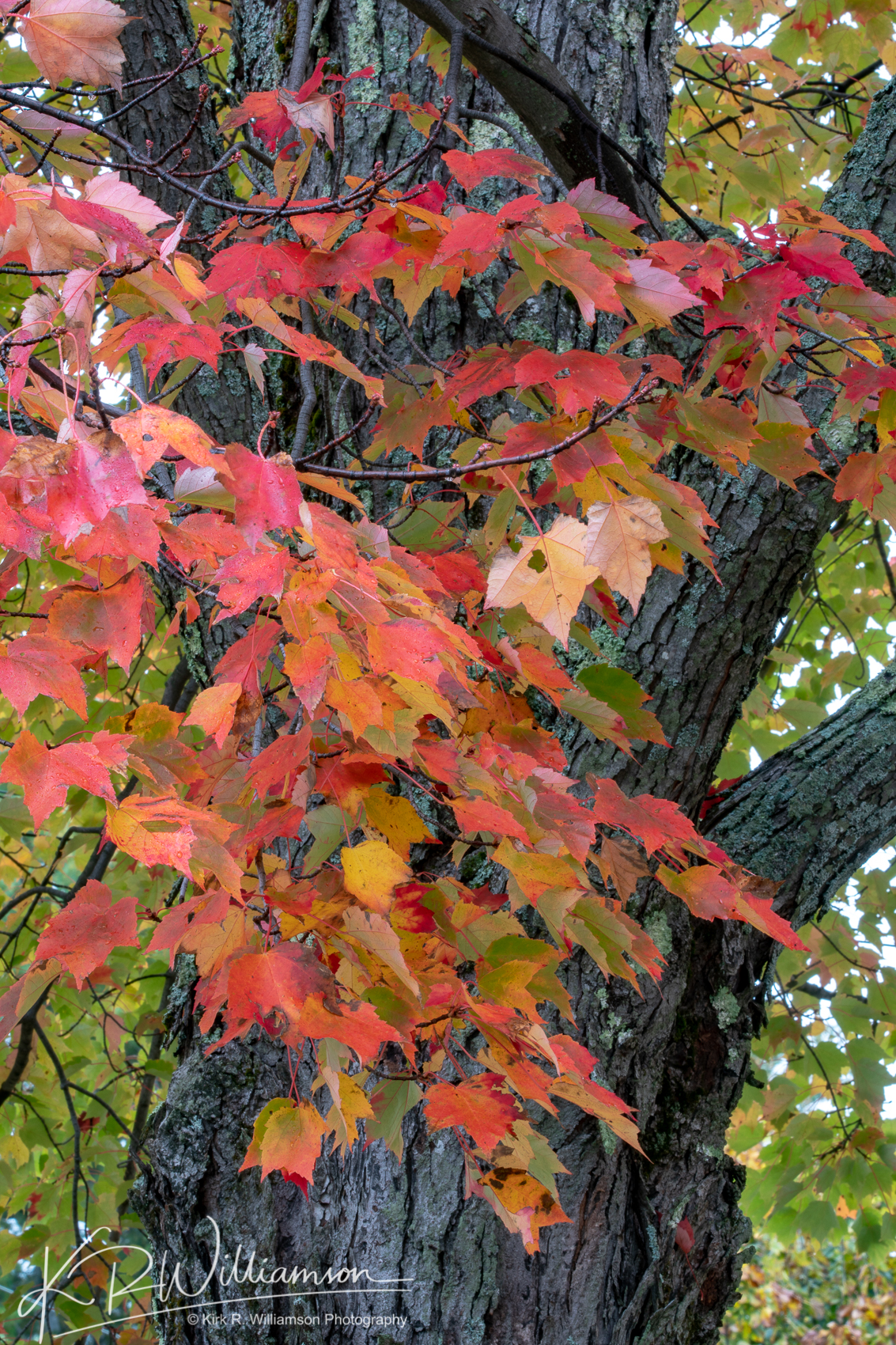 Turning leaves