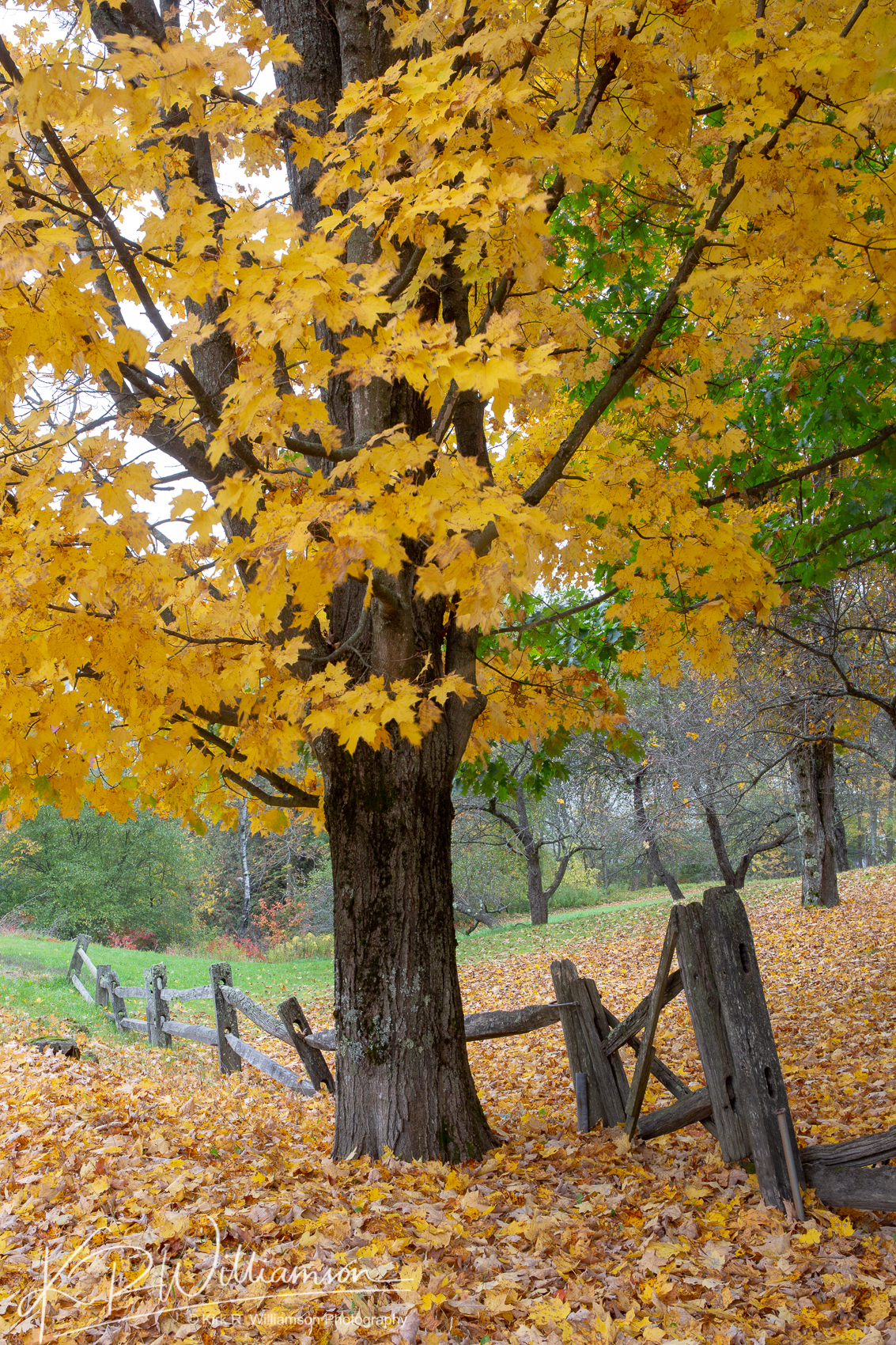 Foliage and fence