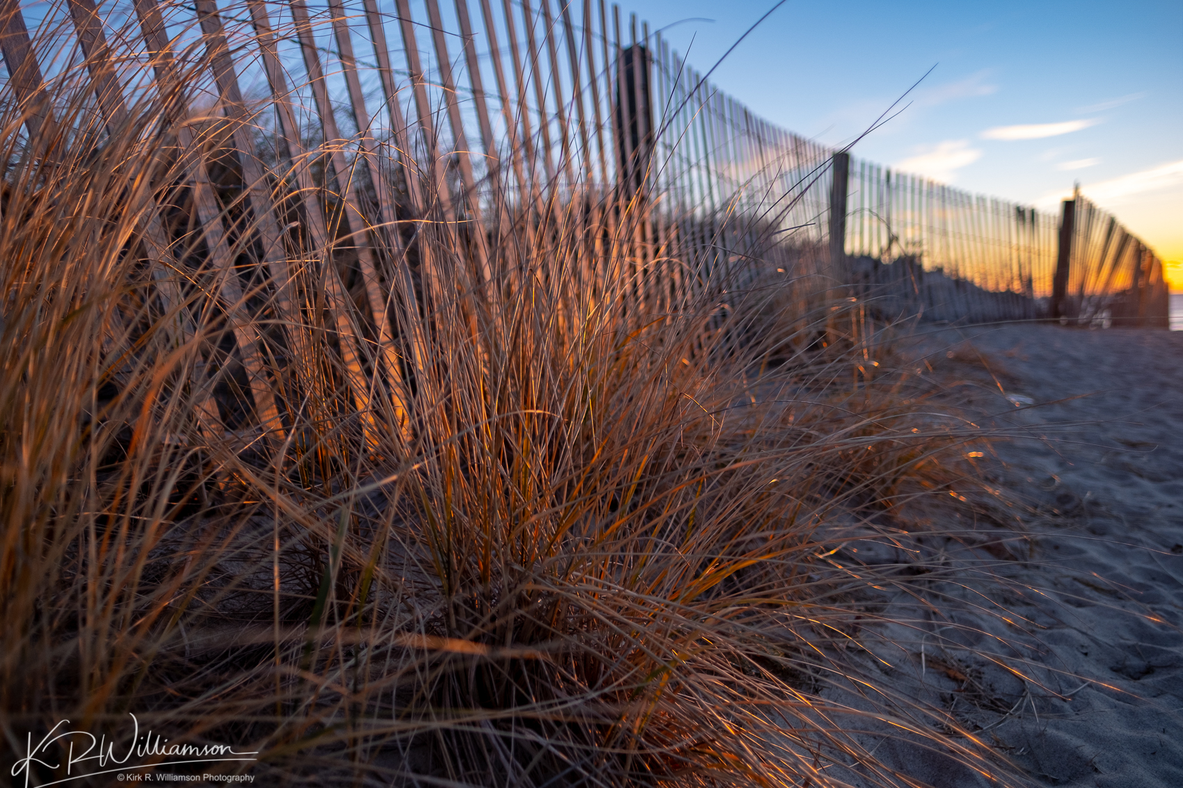 Dune grass at sunrise