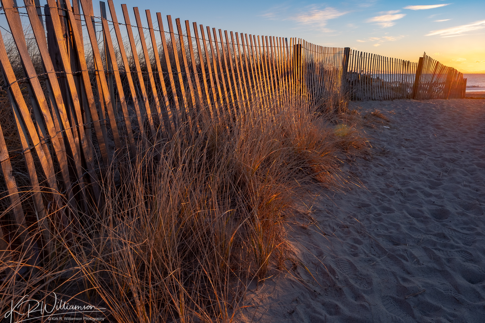 Dune grass at sunrise