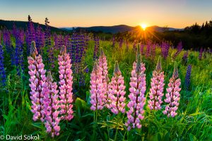 spring lupines