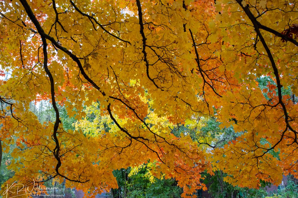 Autumn in Ipswich too - Cape Ann Photo Tours